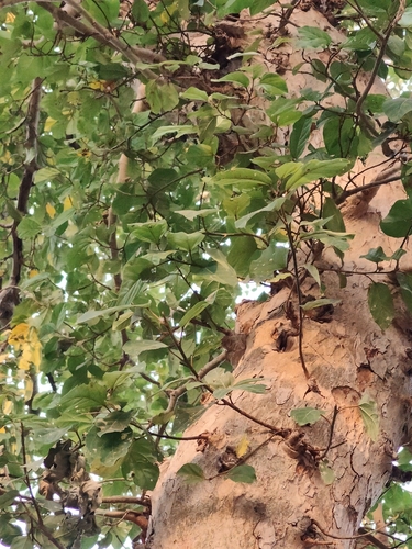 Ficus observed 2026-10-27
