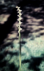 Prasophyllum campestre