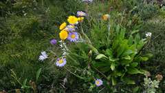 Brachyscome spathulata spathulata