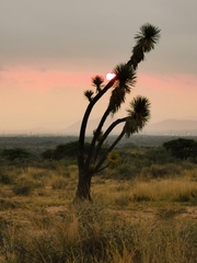 Yucca decipiens