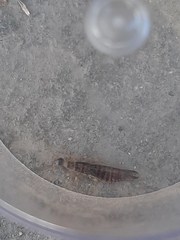 Euborellia annulipes