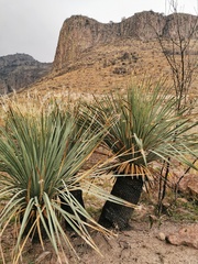 Dasylirion parryanum