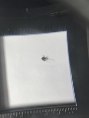 Aedes aegypti