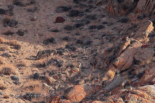 Panthera uncia photograph by the iNaturalist community