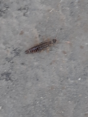 Euborellia annulipes