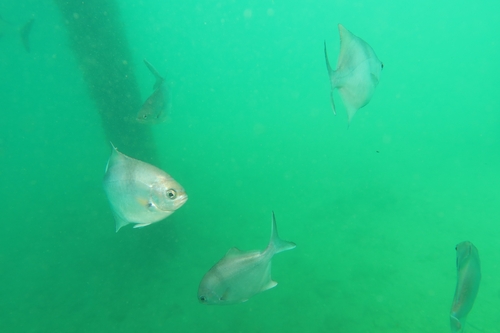 Scorpis observed 2026-10-27
