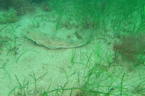 Platycephalus observed 2026-10-27