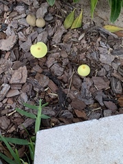 Leucocoprinus tricolor