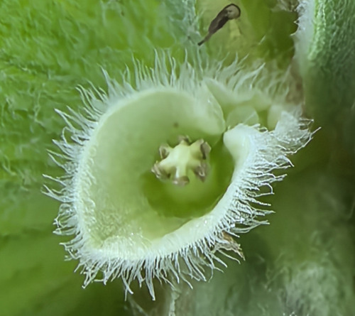Pistia stratiotes observed 2026-10-27