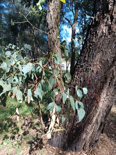 Eucalyptus siderophloia observed 2026-10-26