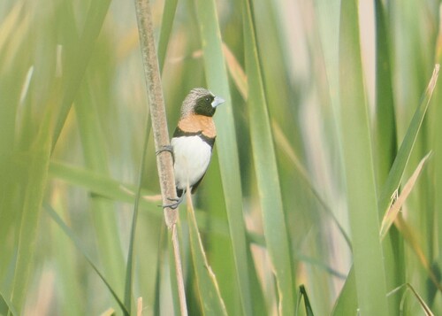 Lonchura castaneothorax, 2026-10-27