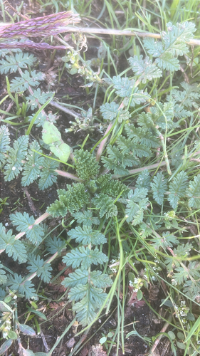 Erodium cicutarium observed 2026-10-27