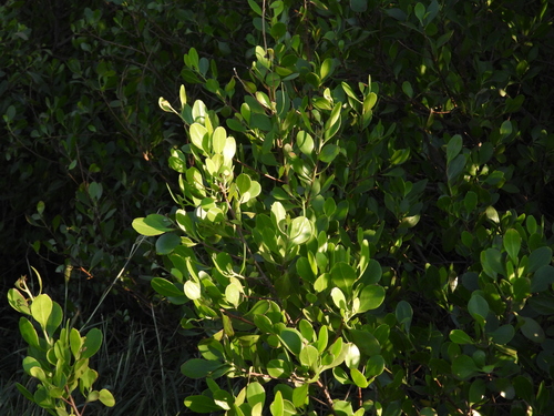 Lumnitzera racemosa observed 2026-10-26