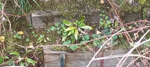 Asplenium scolopendrium observed 2026-10-27