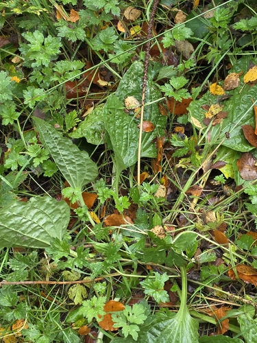 Plantago major observed 2026-10-27