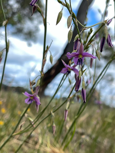 Arthropodium observed 2026-10-27