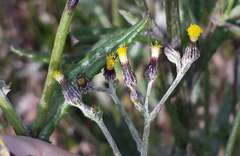 Senecio glomeratus glomeratus