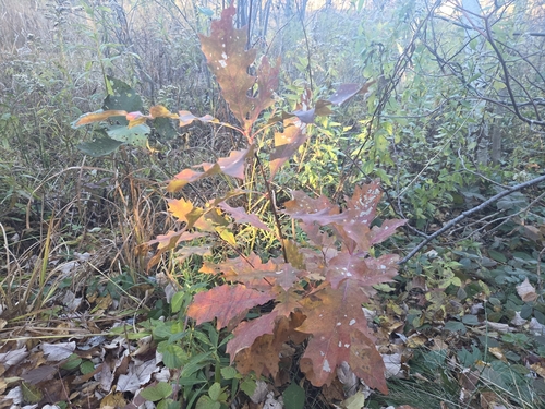 Quercus rubra, 2026-10-27