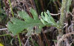Senecio glomeratus glomeratus
