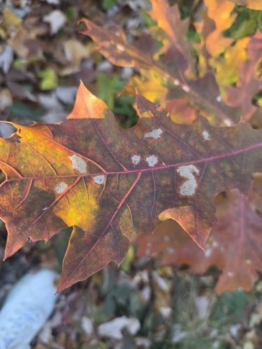 Quercus rubra, 2026-10-27