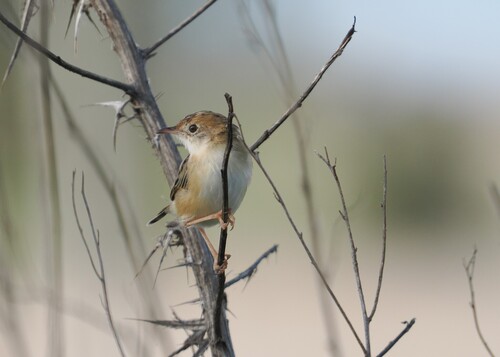 Cisticola exilis observed 2026-10-27