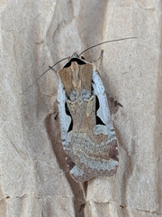 Parabagrotis formalis
