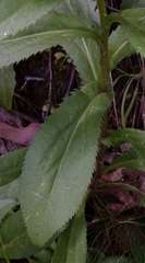 Leucanthemum × superbum