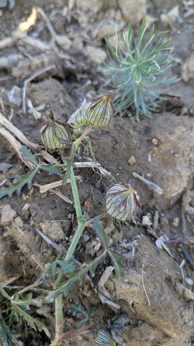 Hibiscus observed 2026-10-27
