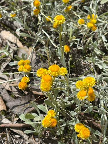 Chrysocephalum apiculatum observed 2026-10-27