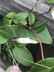 Clematis reticulata