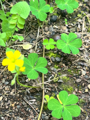 Oxalis corniculata observed 2026-10-27