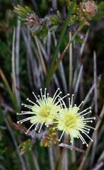 Kunzea muelleri