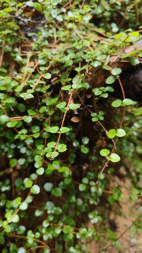 Linnaea borealis observed 2026-10-27