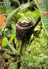 Amazilia tzacatl