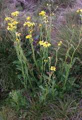 Senecio pinnatifolius alpinus
