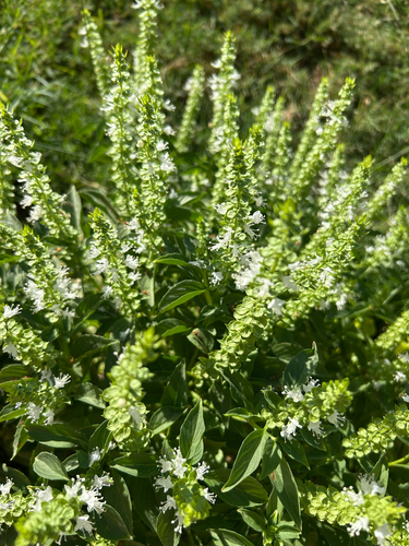 Ocimum basilicum observed 2026-10-27