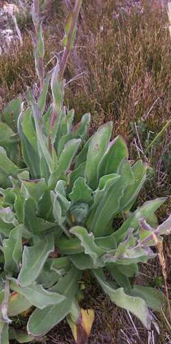 Image of Craspedia aurantia by (c) Russell Best, some rights reserved (CC BY)