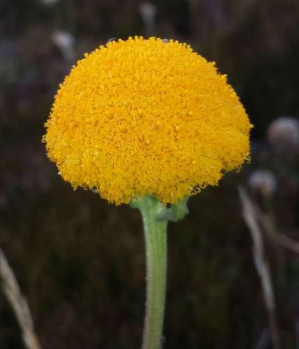Image of Craspedia aurantia by (c) Russell Best, some rights reserved (CC BY)