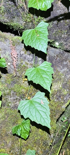 Zehneria guamensis observed 2026-10-27