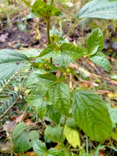 Acalypha observed 2026-10-27