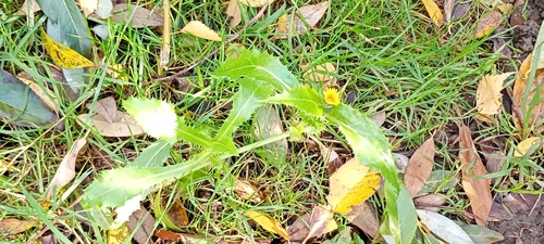 Sonchus oleraceus observed 2026-10-27