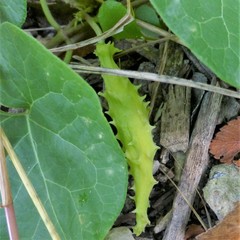Matelea edwardsensis
