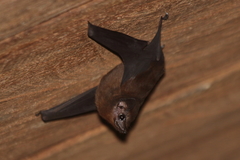 Small Asian Sheath-Tailed Bat photo 2