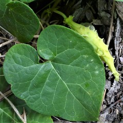 Matelea edwardsensis