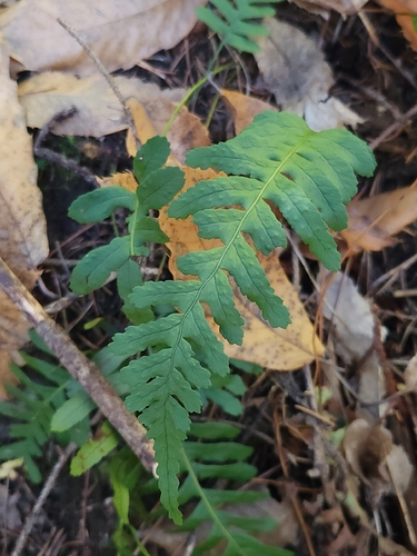 Ctenopteris observed 2026-10-26