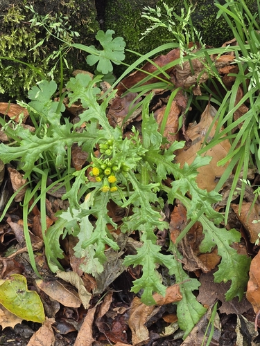 Senecio vulgaris observed 2026-10-27