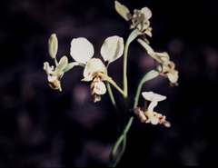 Diuris abbreviata