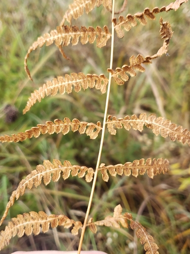 Thelypteris palustris observed 2026-10-26