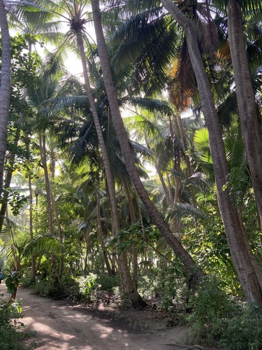 Cocos nucifera observed 2026-10-26