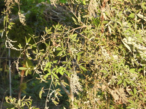 Vitex negundo observed 2026-10-26